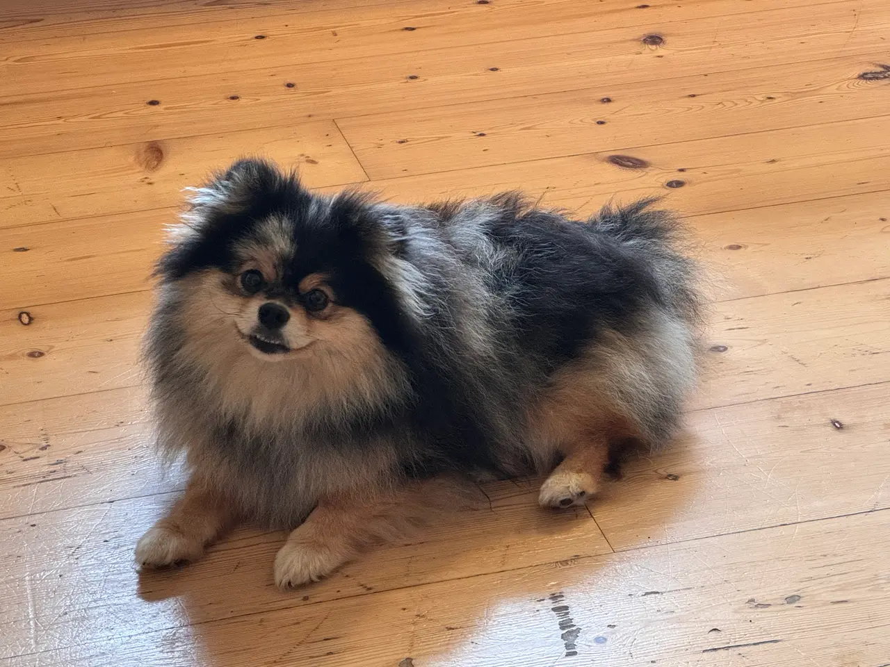 Billede 6 - Pomeranian Merle