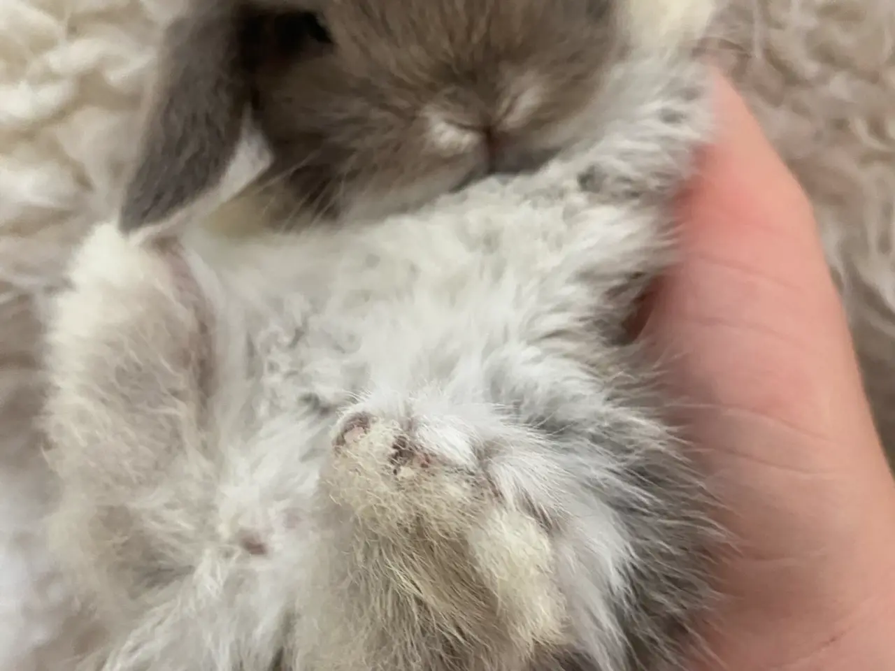 Billede 5 - Mini lop kanin unger