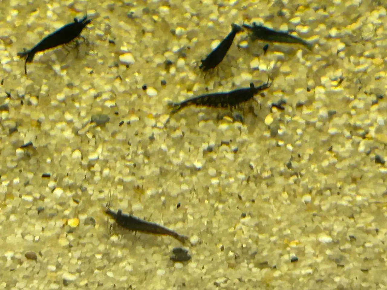 Billede 2 - 🦐🖤 Sort kirsebær reje – dyb sort farve | GLS