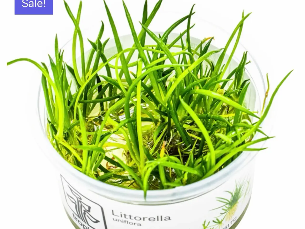 Billede 12 - Flotte 1.2 grow akvarie planter