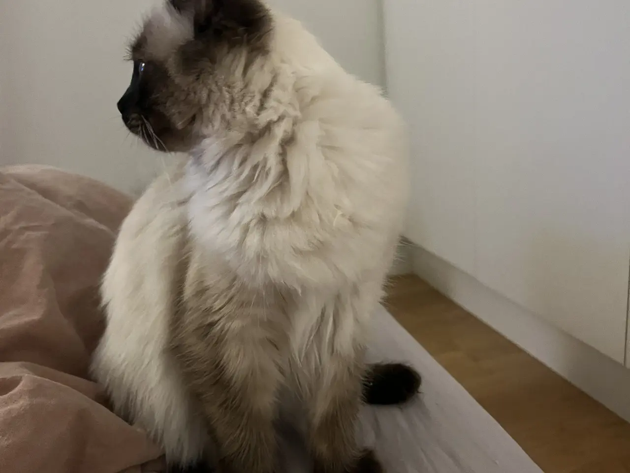 Billede 6 - Social Ragdoll, med azurblå øjne, søger nyt hjem.