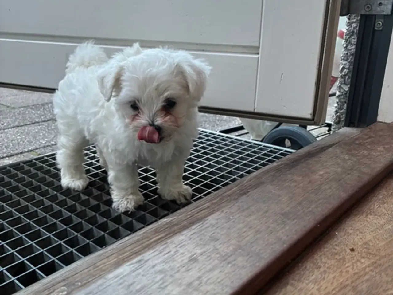 Billede 4 - 🐶💕 2 SKØNNE BICHON FRISÉ PIGEHVALPE