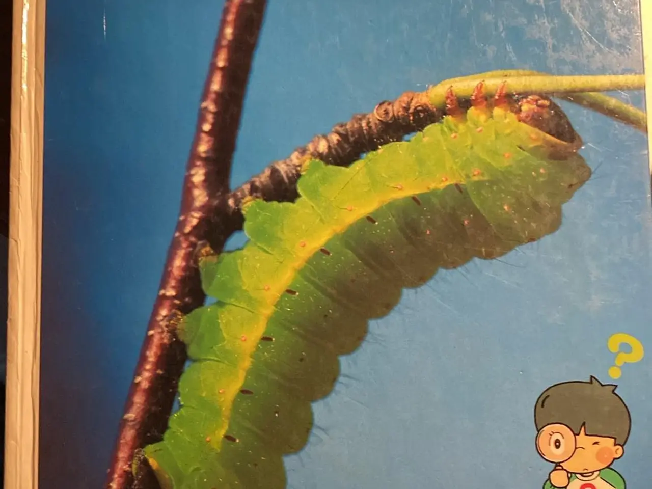 Billede 1 - Insekternes verden