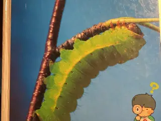 Insekternes verden