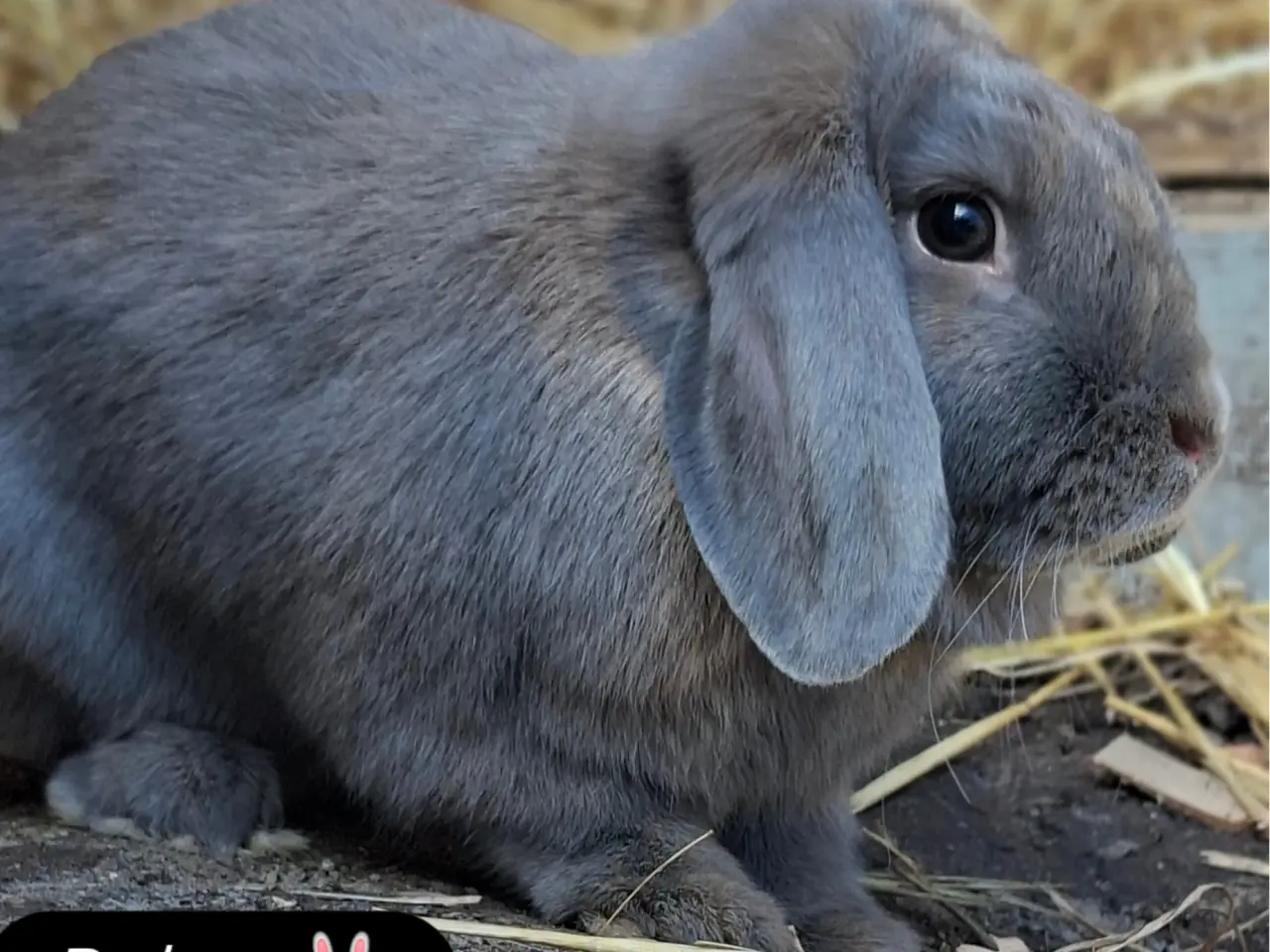 Billede 3 - Balou og Blueberry