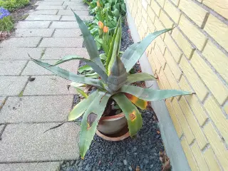 Agave