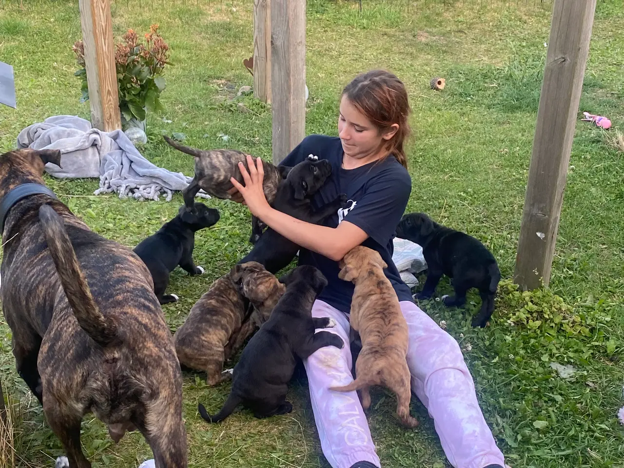 Billede 9 - Presa canario bl. Stor familiehund