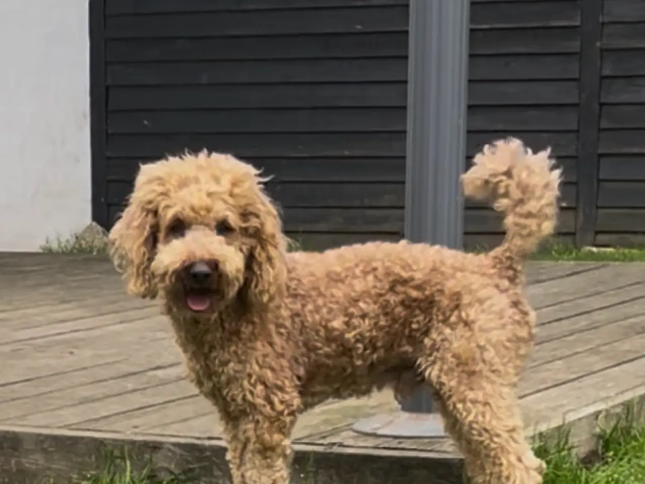 Billede 7 - Cockapoo hvalpe sælges 3 uger 🧸🐶🌸