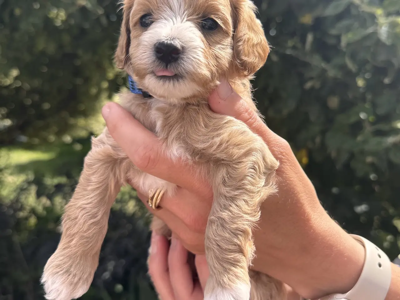 Billede 10 - Maltipoo-hvalpe søger deres familier