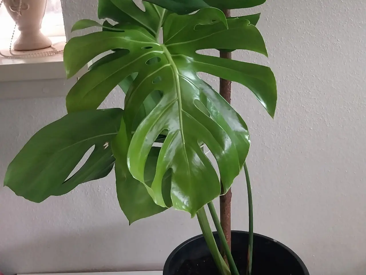 Billede 4 - Plante Monstera 