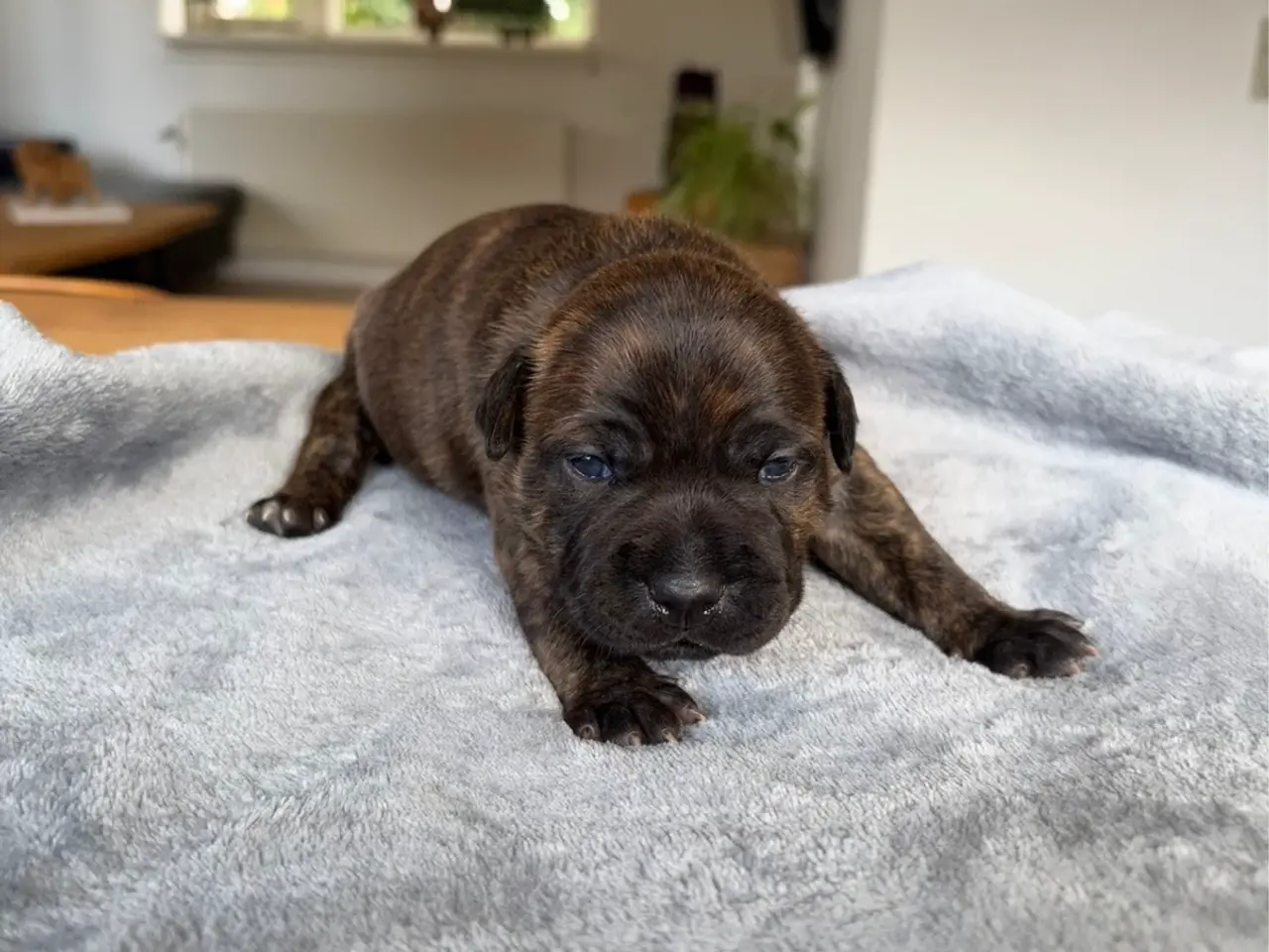 Billede 9 - Engelsk Staffordshire Bull terrier 