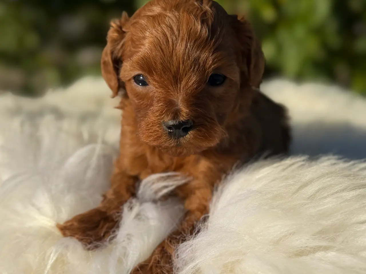 Billede 2 - Goldendoodle F1B
