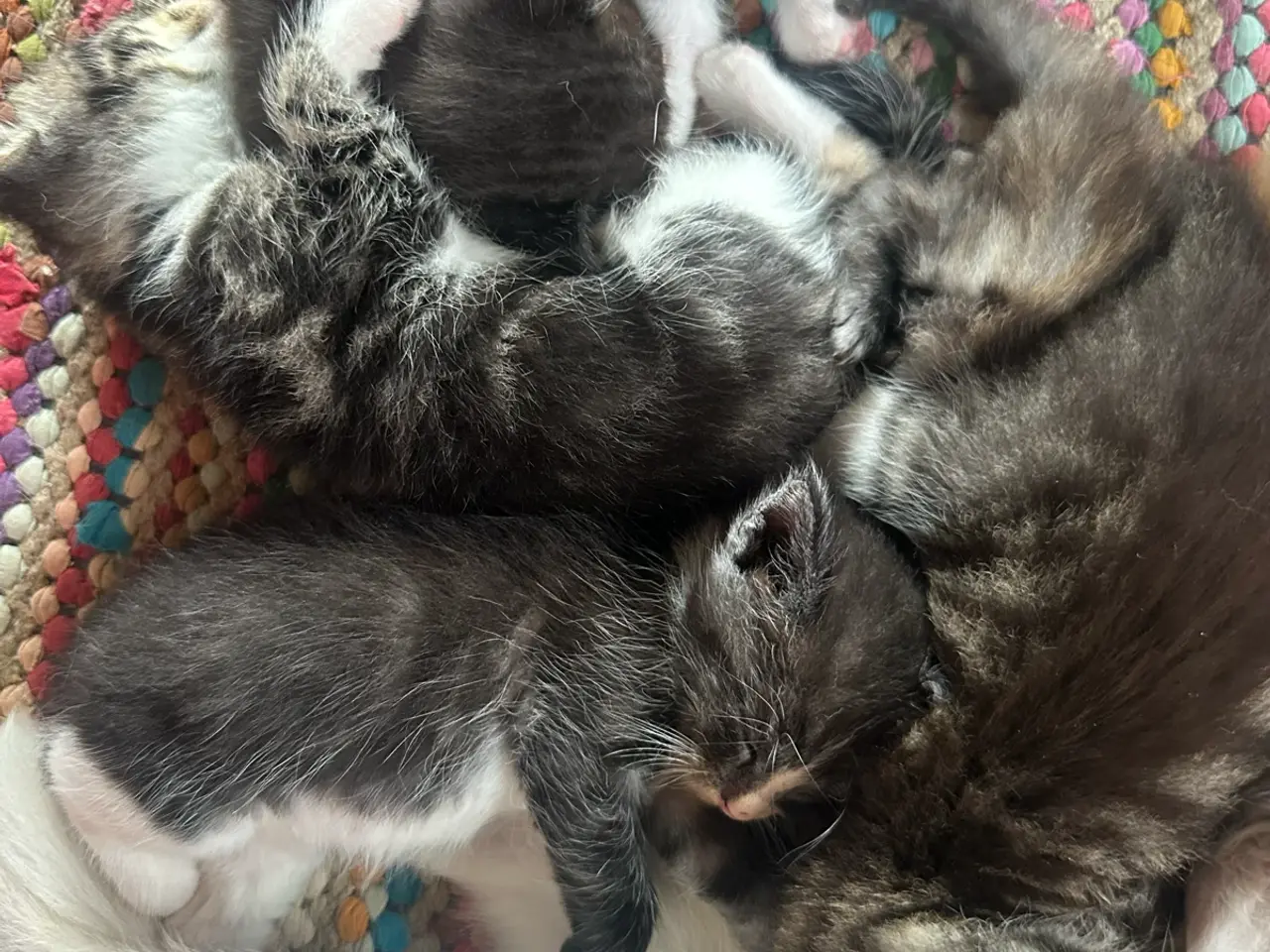 Billede 8 - Maine Coon mix 🤍
