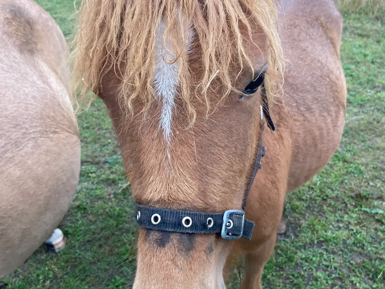 Billede 1 - Max - Hingst