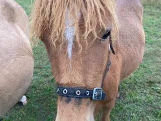 Max - Hingst