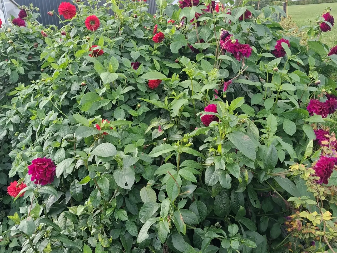 Billede 1 - Store dahlia planter sælges