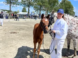 Dansk Sports Pony