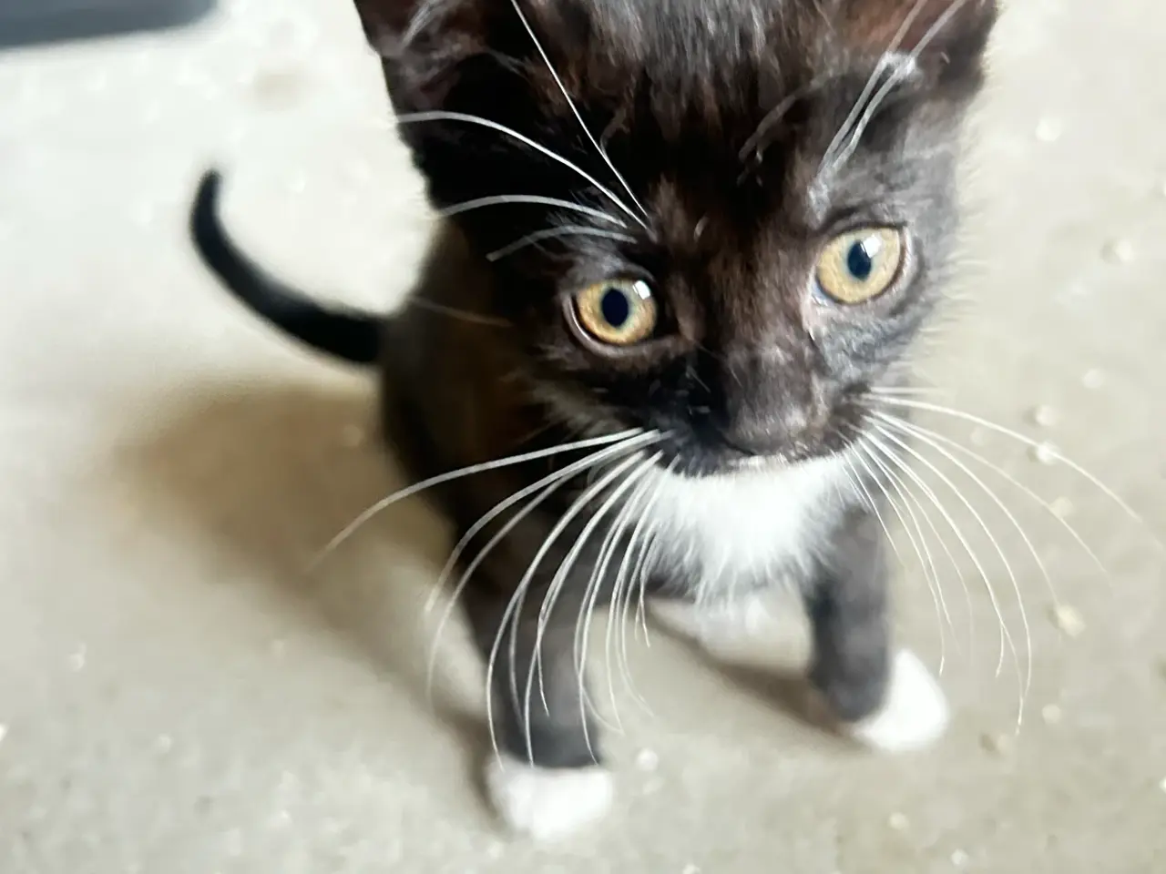 Billede 8 - Søde katte killinger søger hjem❤️