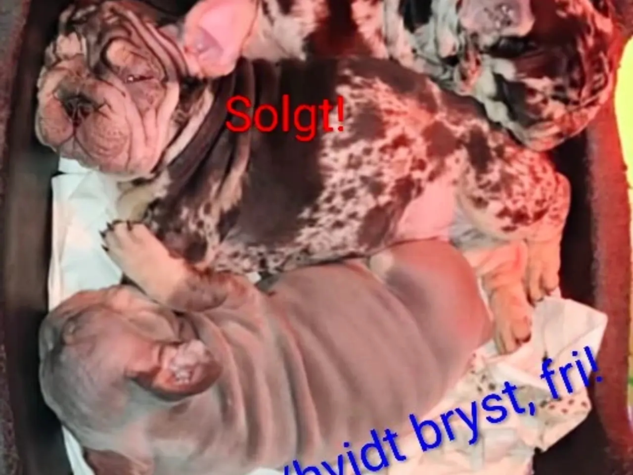 Billede 14 - Fransk Velvet bulldog dreng.