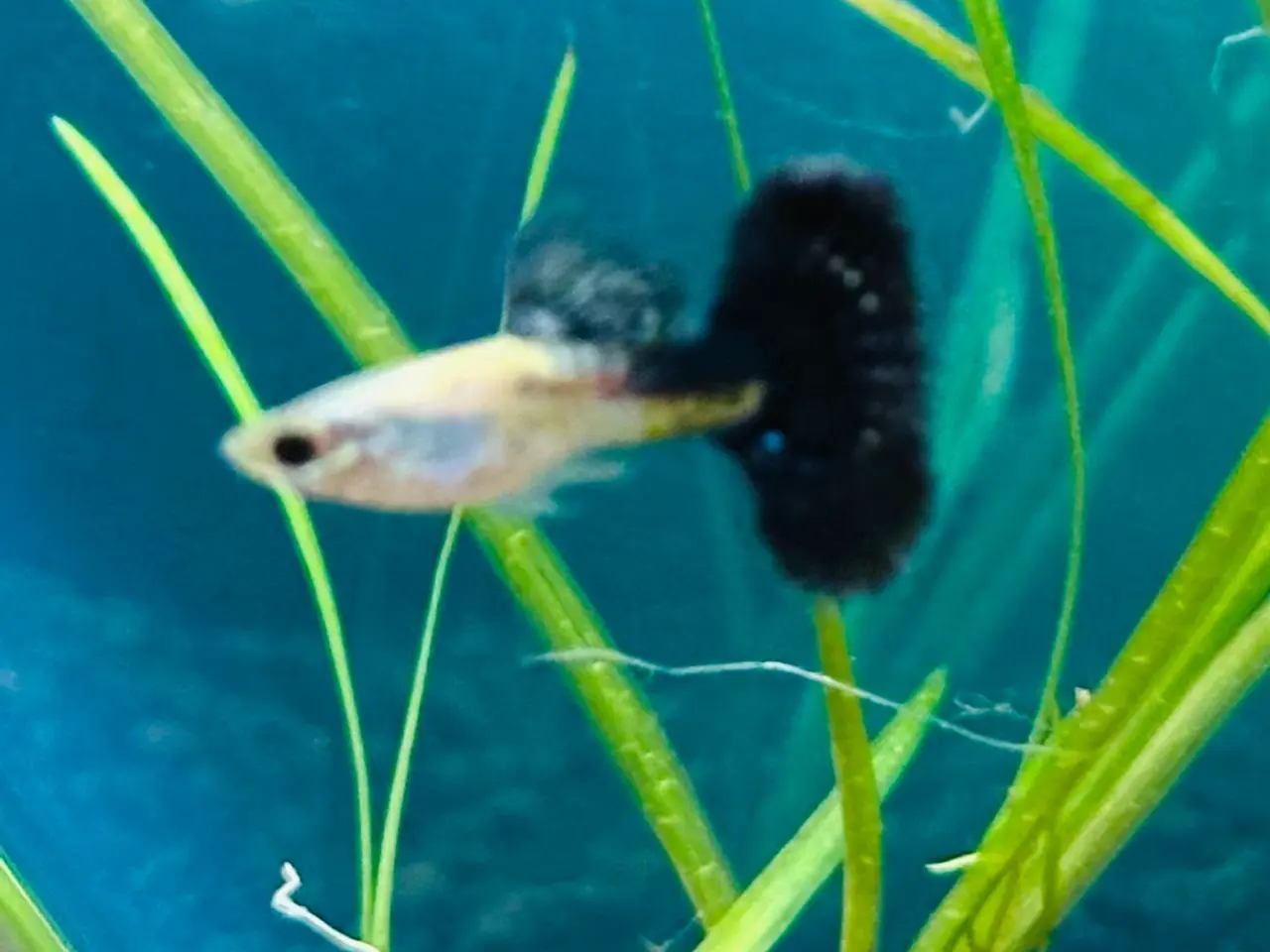 Billede 8 - Guppy yngel 