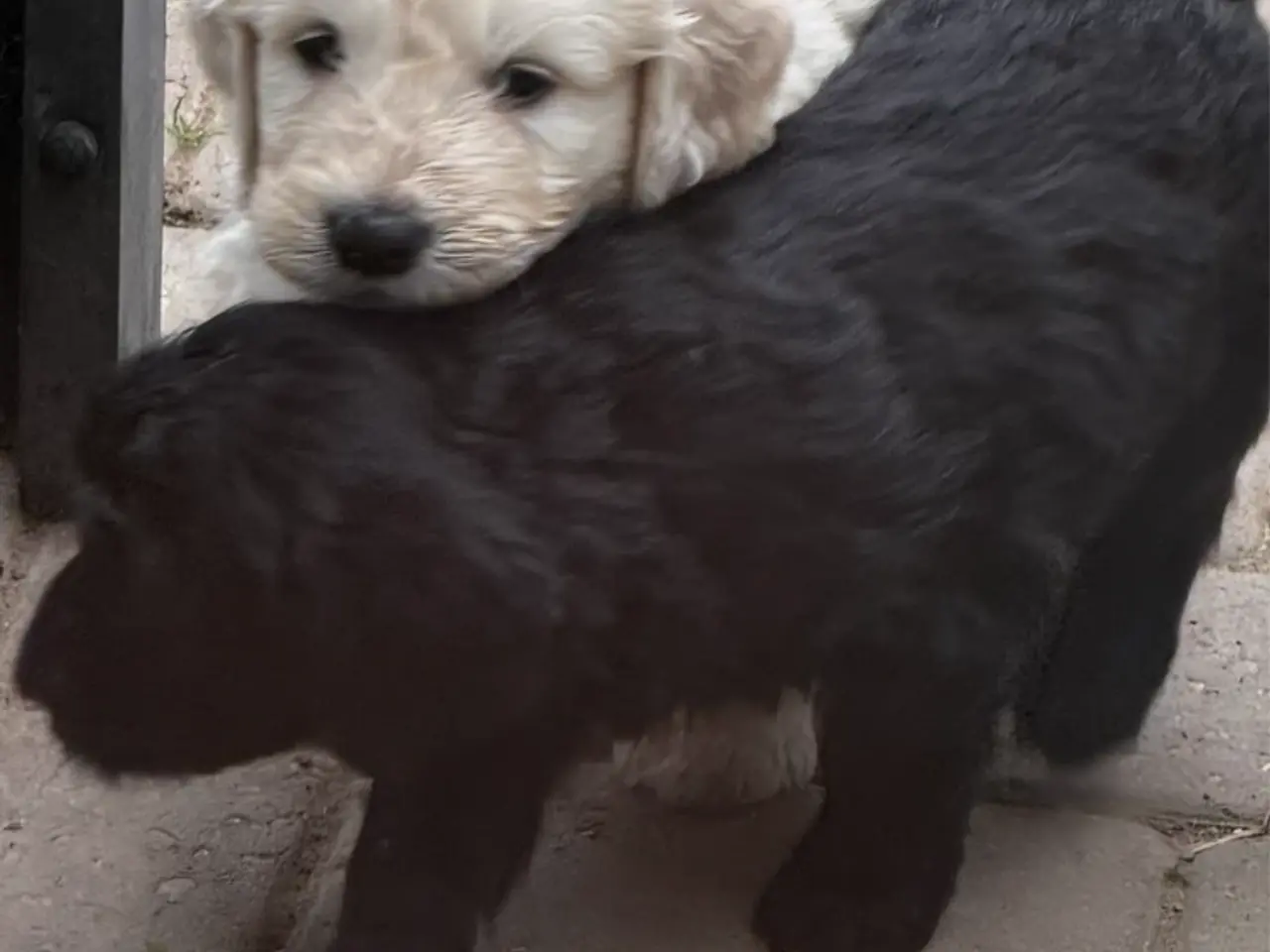 Billede 2 - Smukke Golden Doodle hvalpe