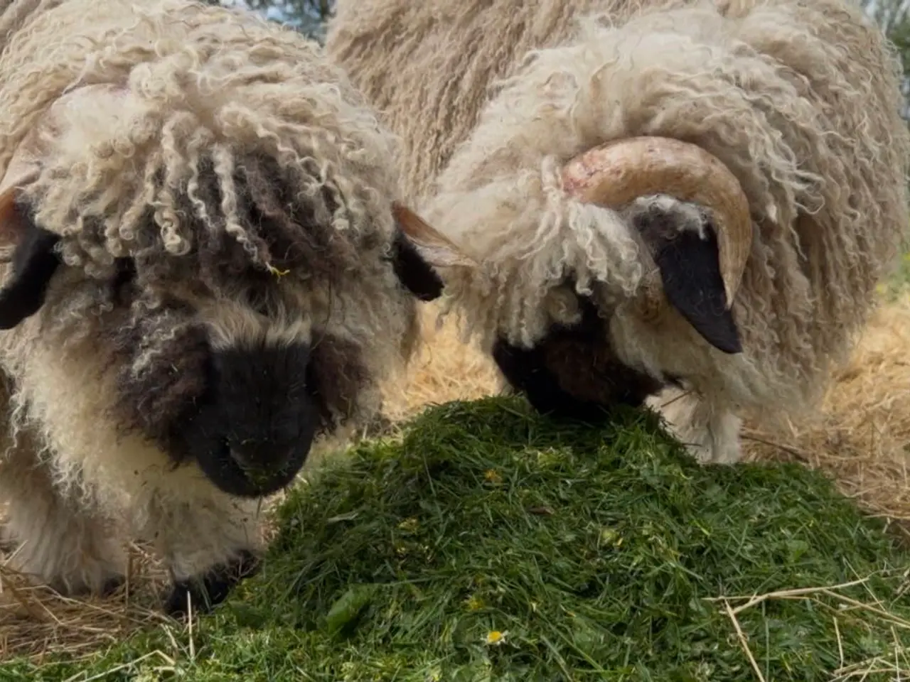 Billede 8 - 2 vædder lam valais blacknose