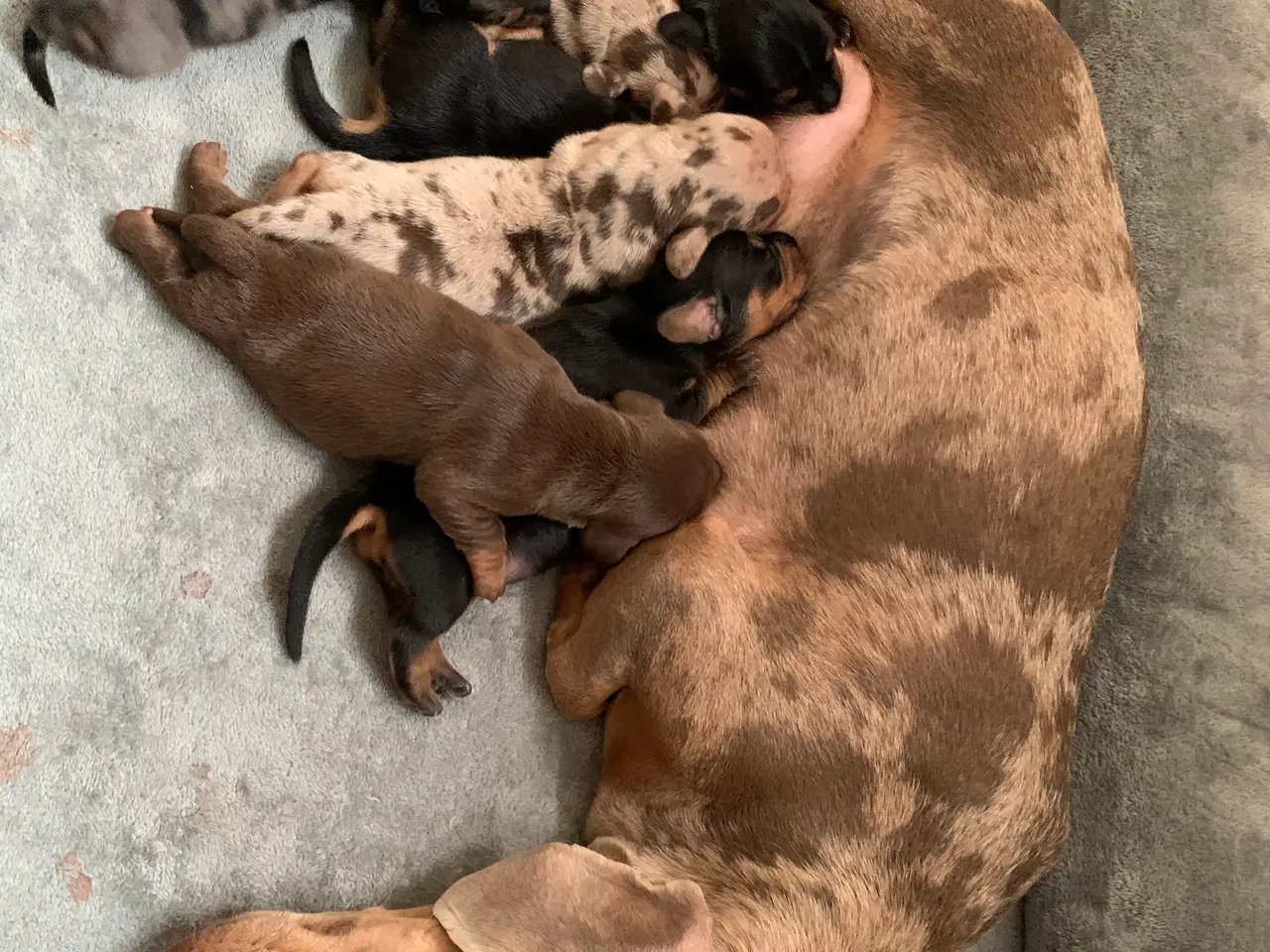 Billede 1 - 7 nuttede miniature dachshundhvalpe