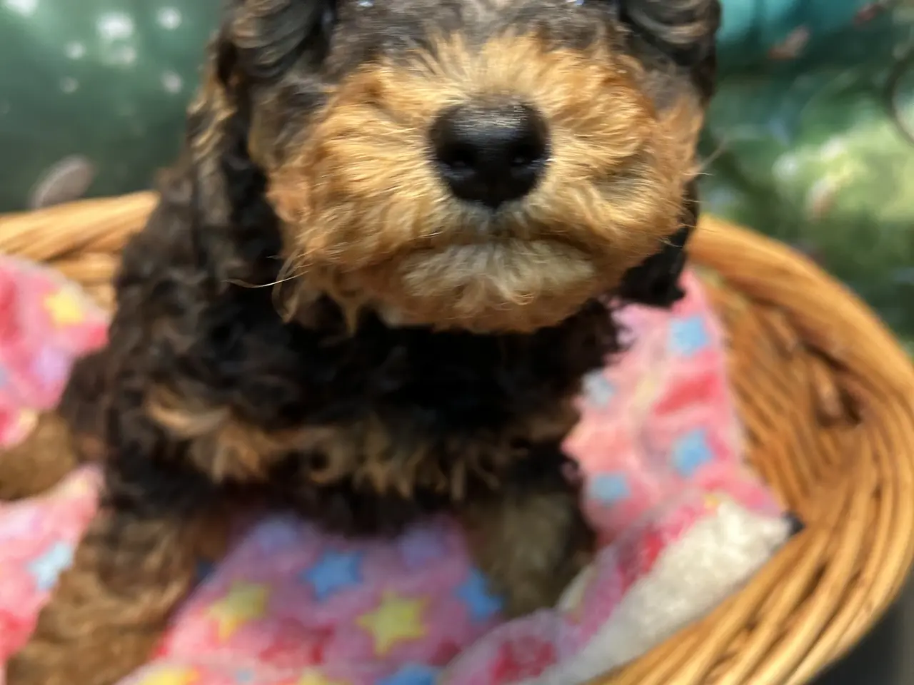Billede 13 - Cavapoo 2 smukke Prinsesser ❤️