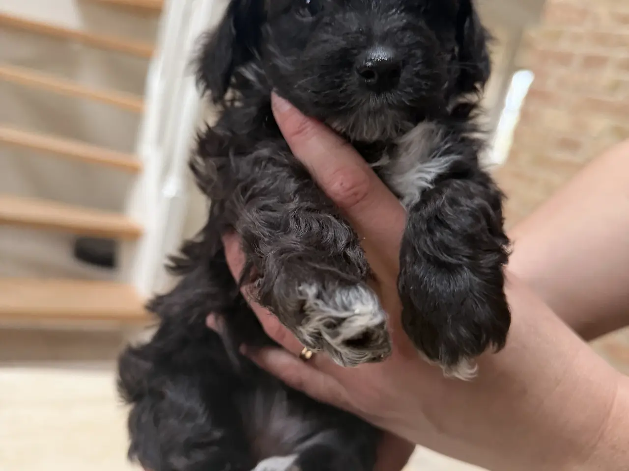 Billede 2 - Maltipoo hvalp 6 uger