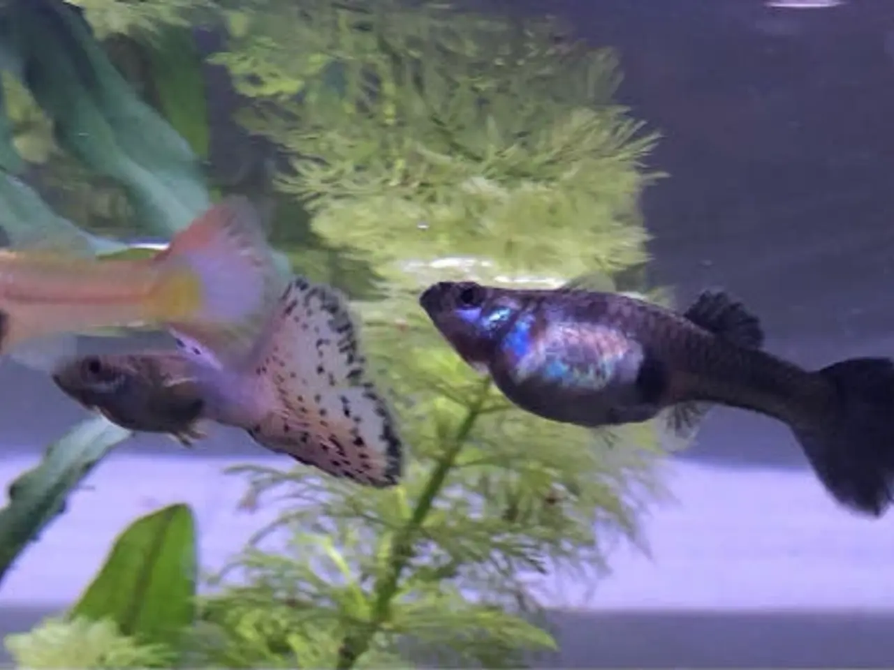 Billede 2 - Guppyer søger nye vande