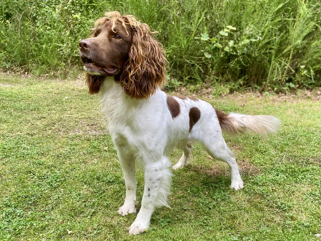 Billede 4 - Ft Engelsk Springer Spaniel hvalpe, drenge & piger