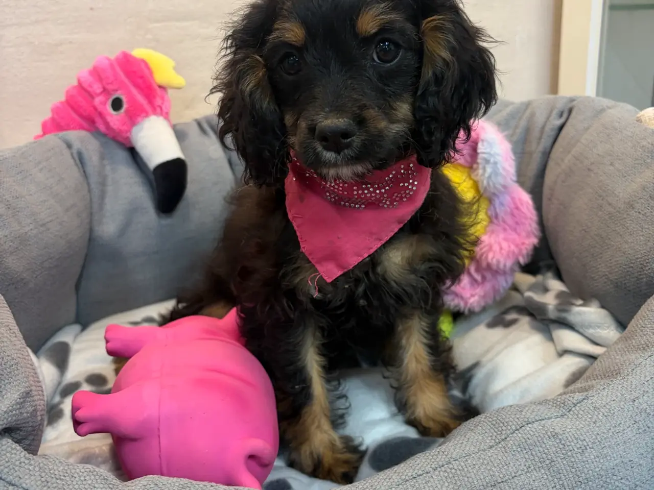Billede 1 - Små virkelig fine mini Cavapoo babyer