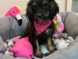 Små virkelig fine mini Cavapoo babyer