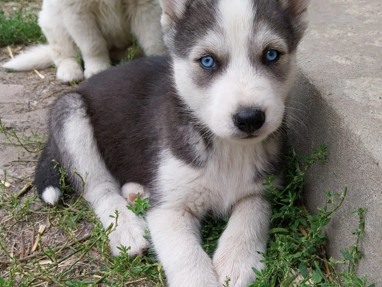 Billede 1 - Siberian Husky/Alaskan Malamute/Samojede