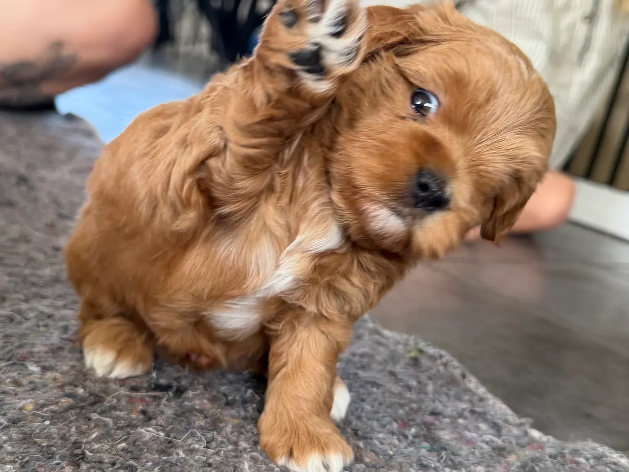Billede 3 - Shih-Poo hvalpe