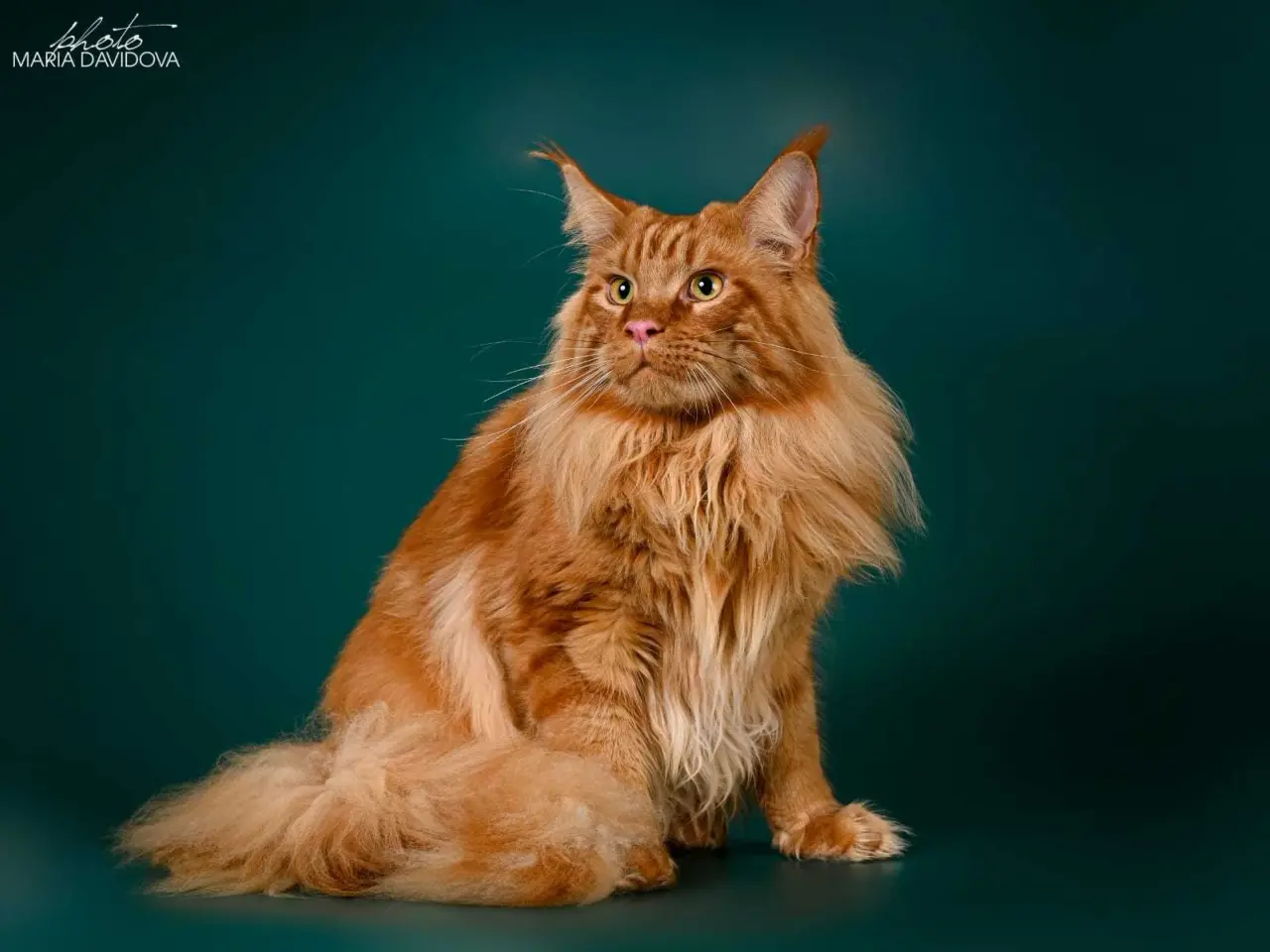 Billede 2 - Renracet Maine Coon hankat til parring 