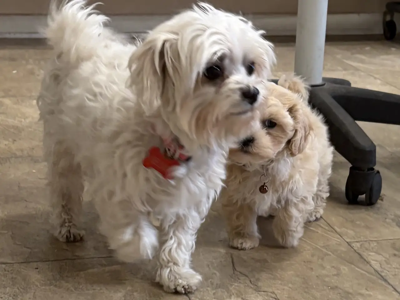 Billede 12 - 1 Mini Maltipoo dreng må rejse nu 