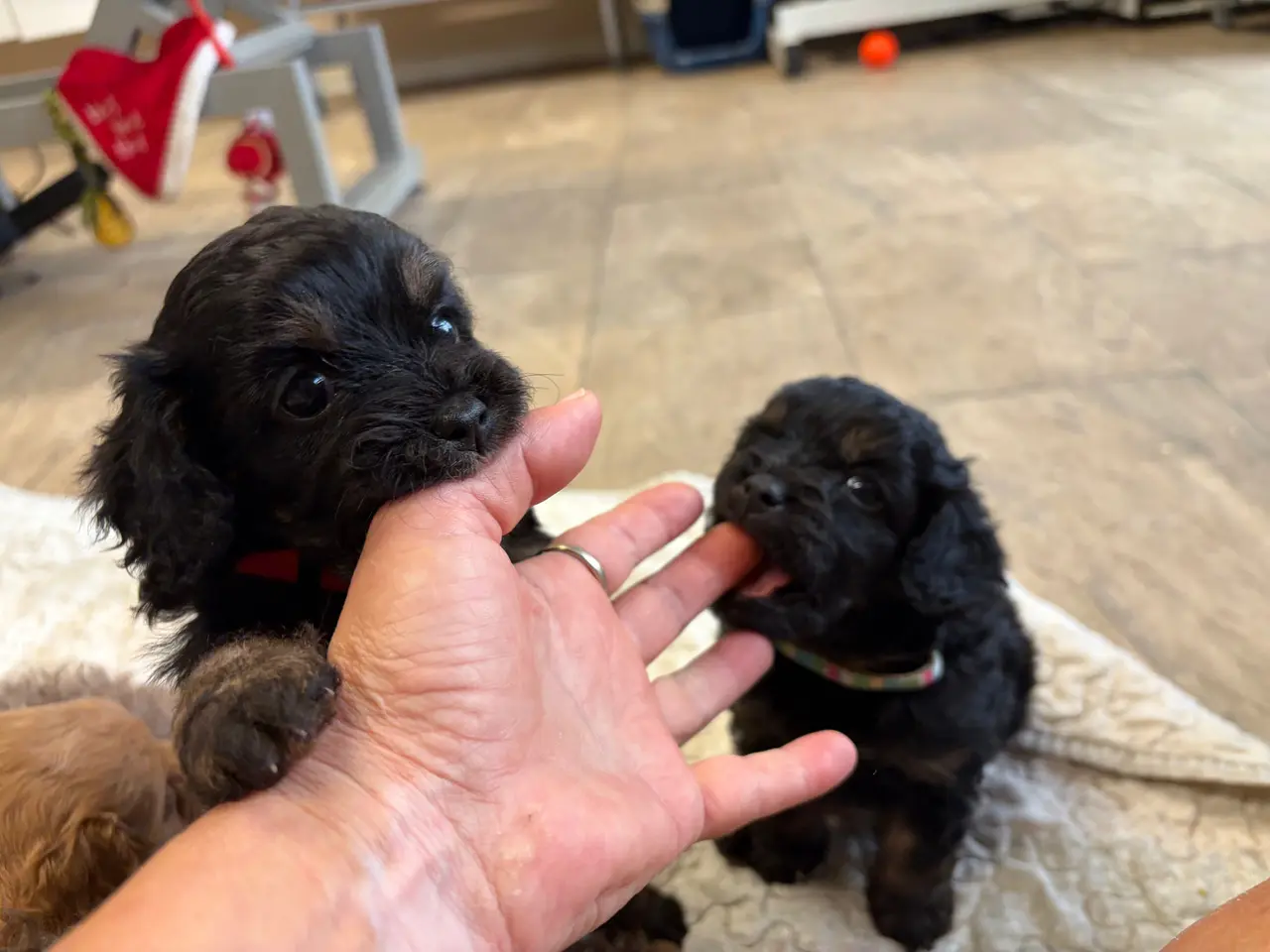 Billede 20 - Små fine mini Cavapoo babyer