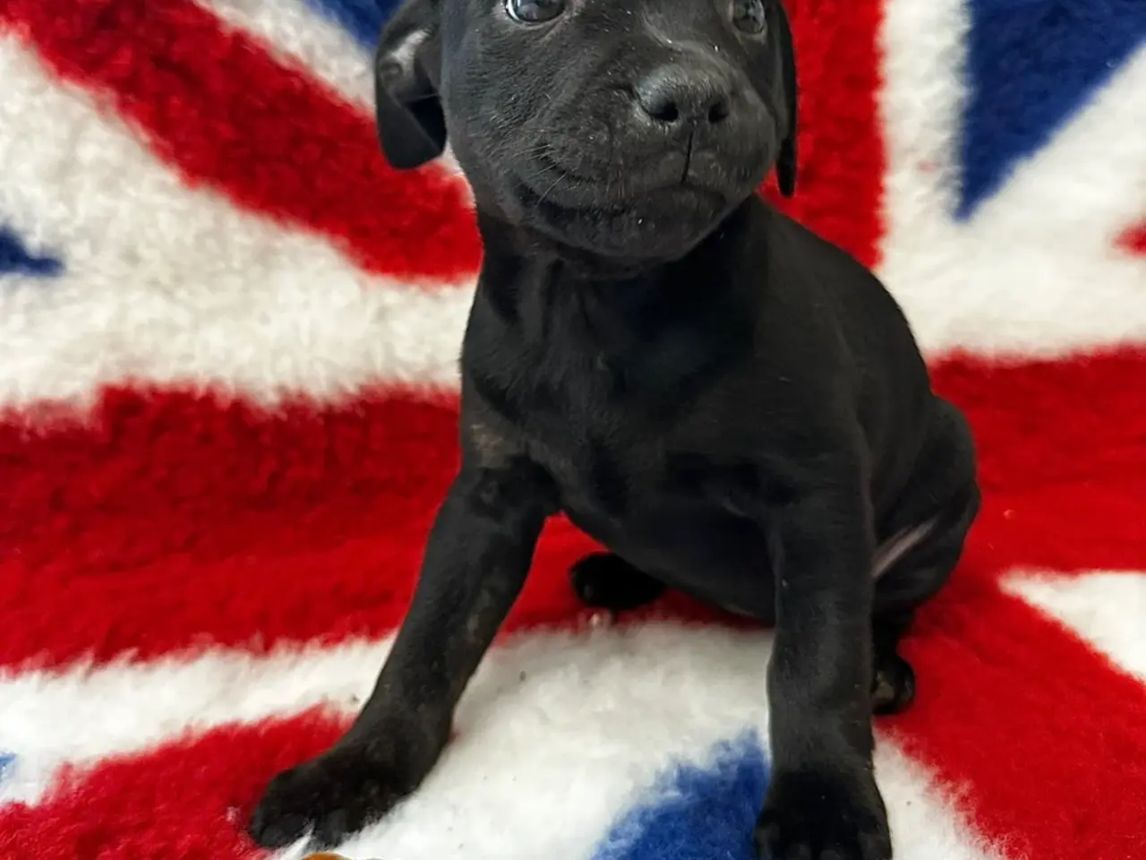 Billede 7 - De lækkereste staffordshire Bull terrier hvalpe🐾