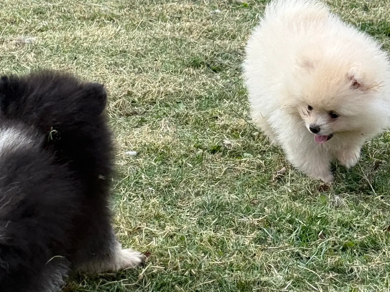 Billede 4 - Pomeranian fluffy