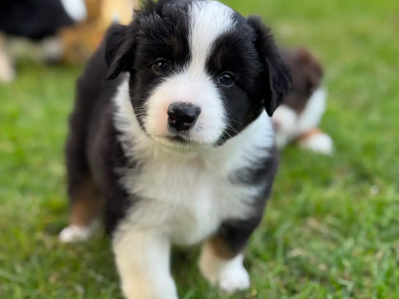 Billede 2 - Miniature American Shepherd hvalpe