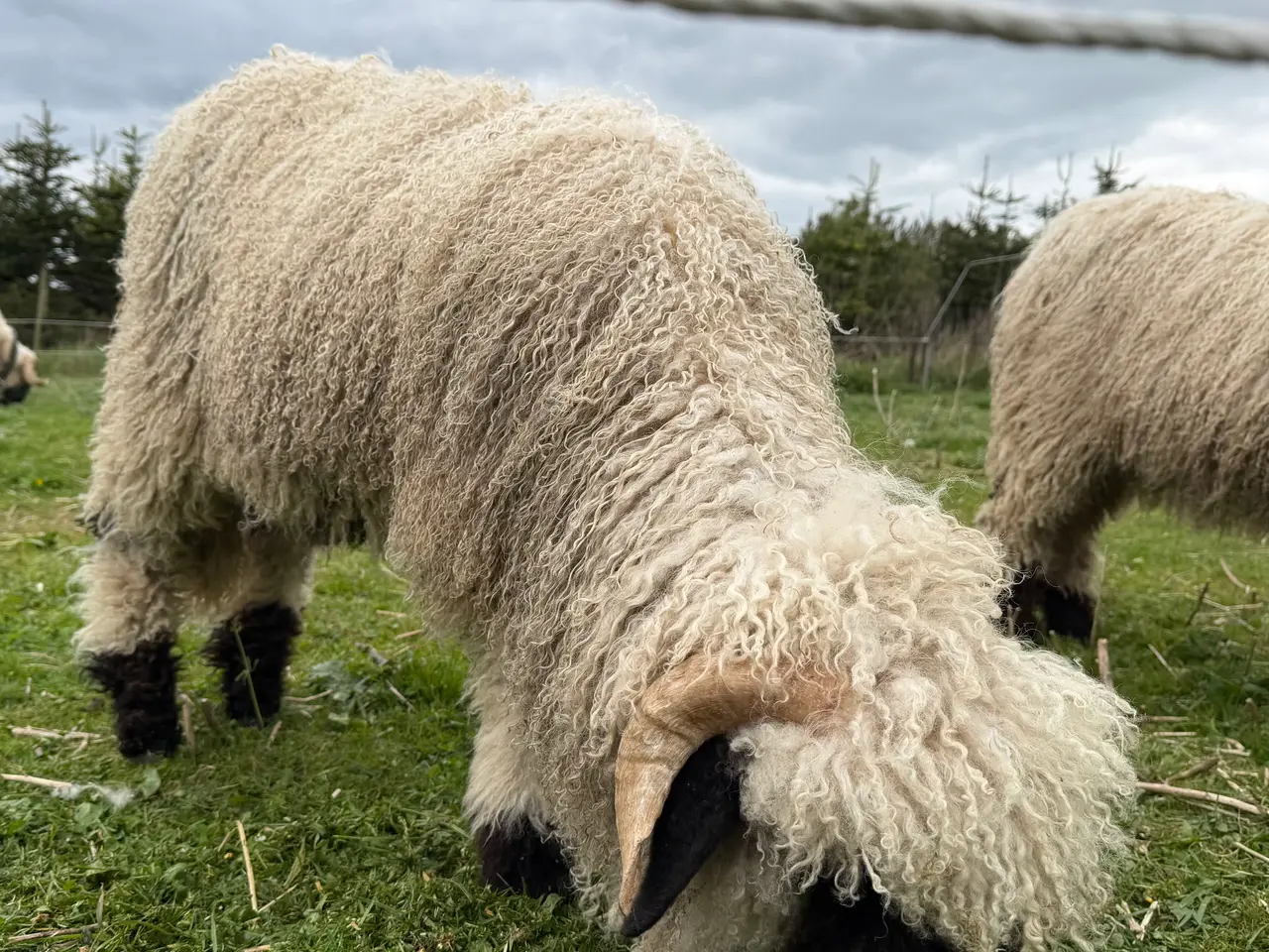 Billede 9 - 2 vædder lam valais blacknose