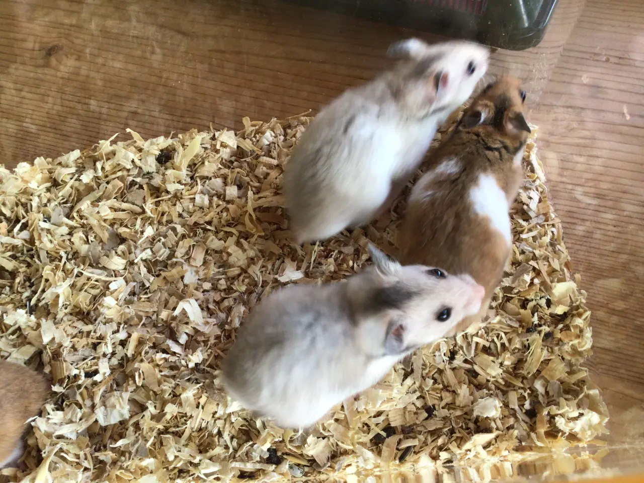 Billede 2 - Kort hårede guldhamster