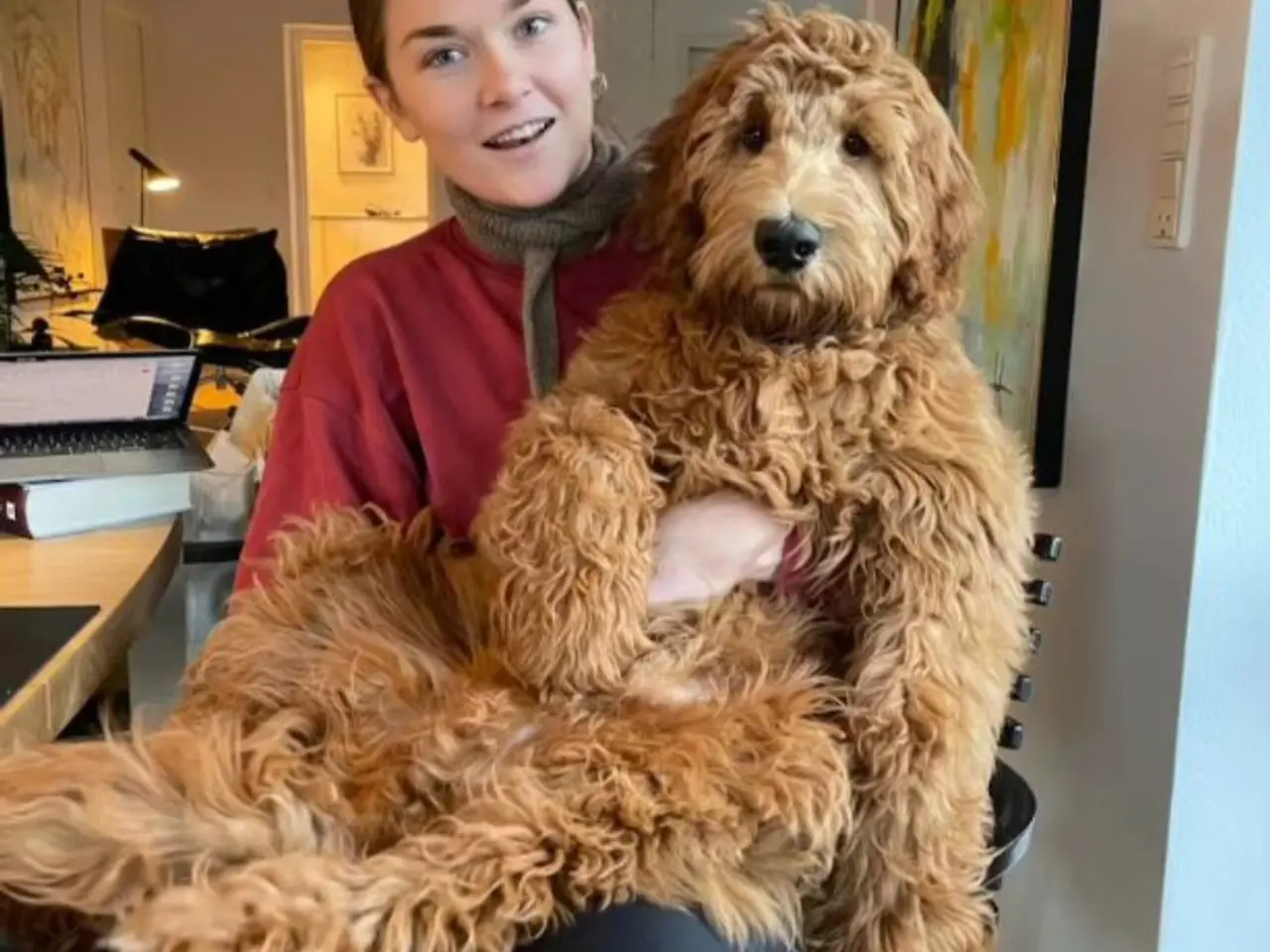 Billede 18 - Goldendoodle hvalpe