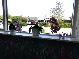 To store orkideer