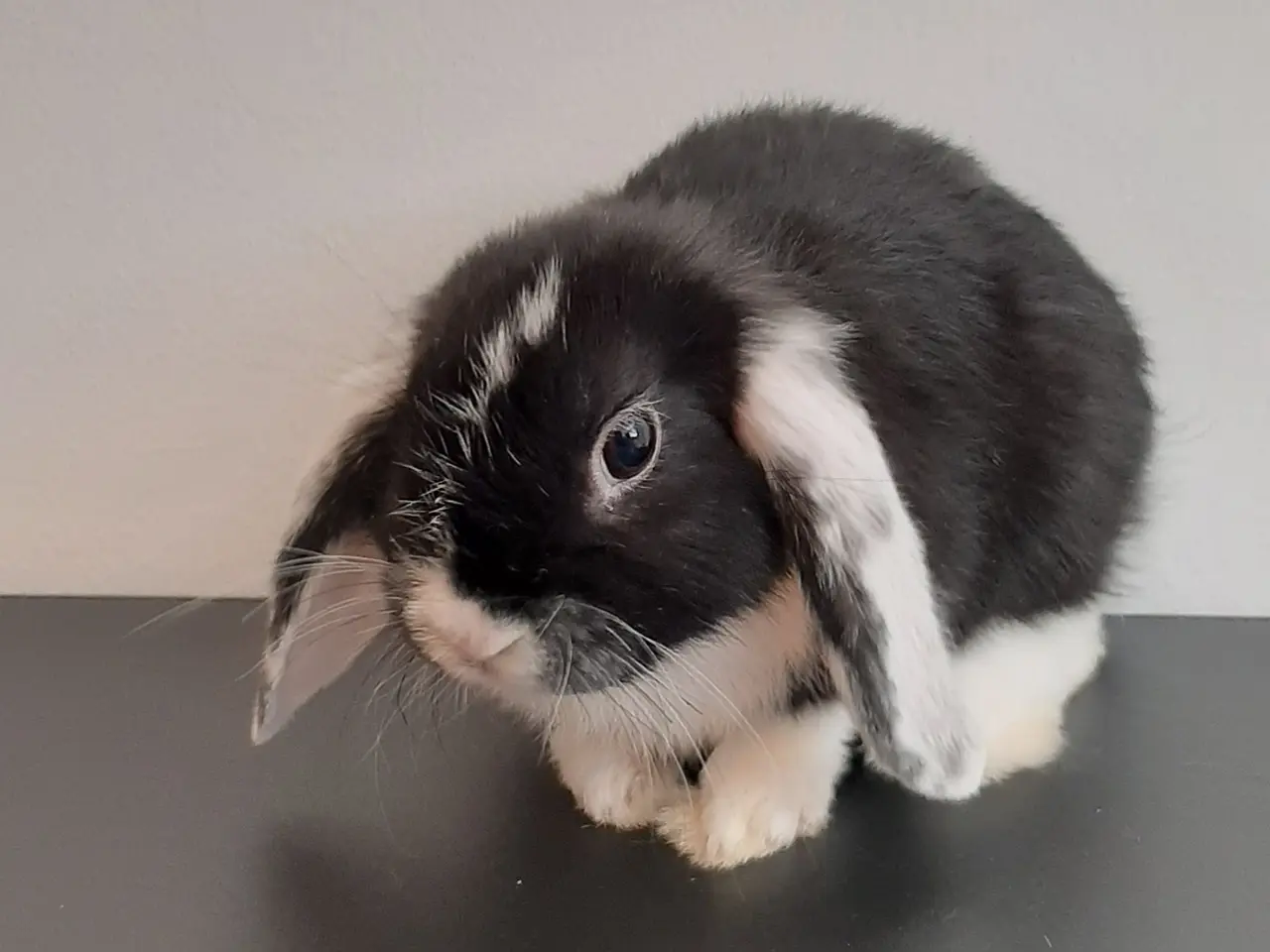 Billede 7 - 2 Sød og kærlig mini lop kaninunge 🐰
