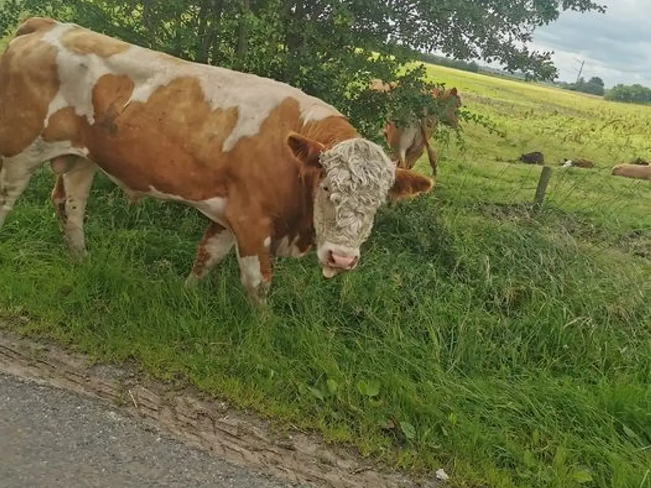 Billede 2 -  Simmentaler tyre