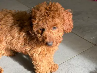 🐾✨ Skønne Mini Maltipoo hvalpe - 5