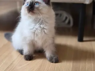 ragdoll han killing