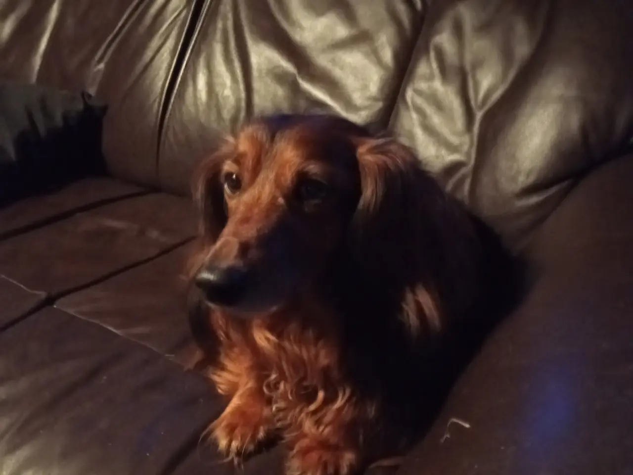 Billede 2 - Langhåret gravhunde